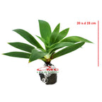Siklok Hijau Bunga Cinta Agave Attenuata Nanas Nanasan Tanaman Hias Bibit SIKLOK-2025