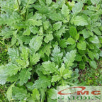 Daun Dewa Sambung Nyawa Tanaman Obat Tradisonal Herbal DD-H