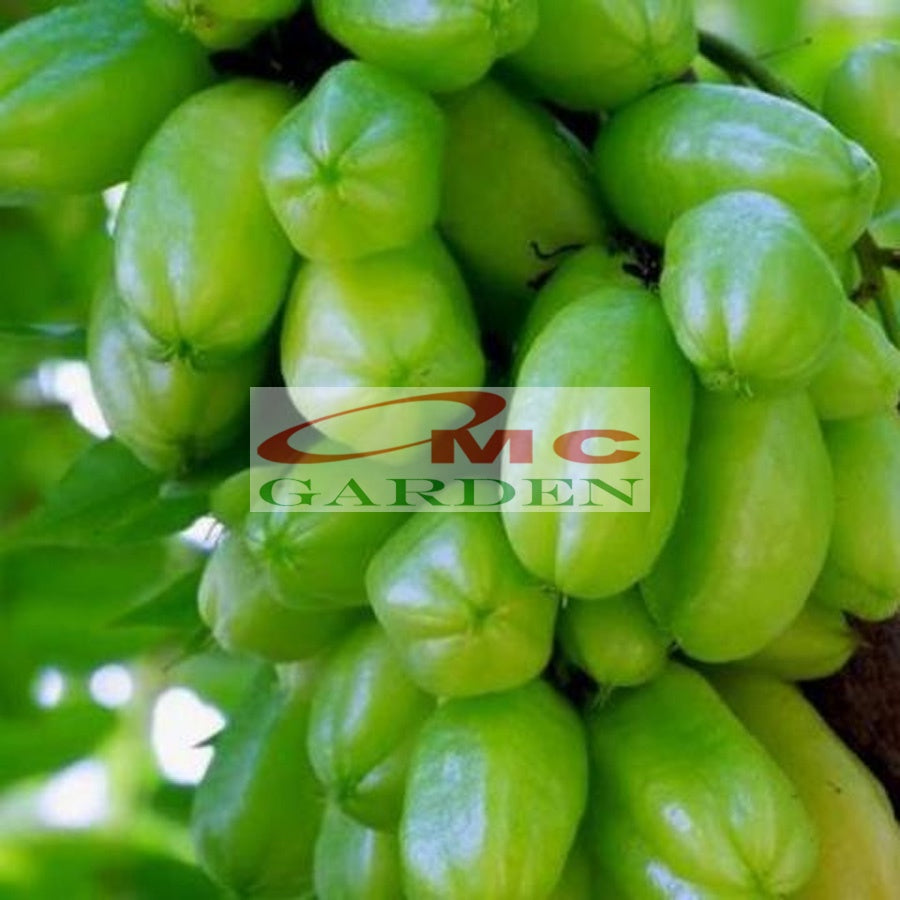 Bibit Belimbing Wuluh Sayur Pohon Tanaman Buah Obat Herbal 1020
