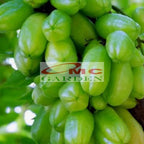 Bibit Belimbing Wuluh Sayur Pohon Tanaman Buah Obat Herbal 1020