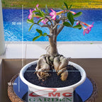 Bibit Benih Tanaman Bonsai Adenium Bonggol Besar Arabicum Obesum Kamboja Jepang B-KJ-A-1015