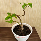 Bonsai Bonsae Mame Jambu Biji Merah Tanaman Hias 001