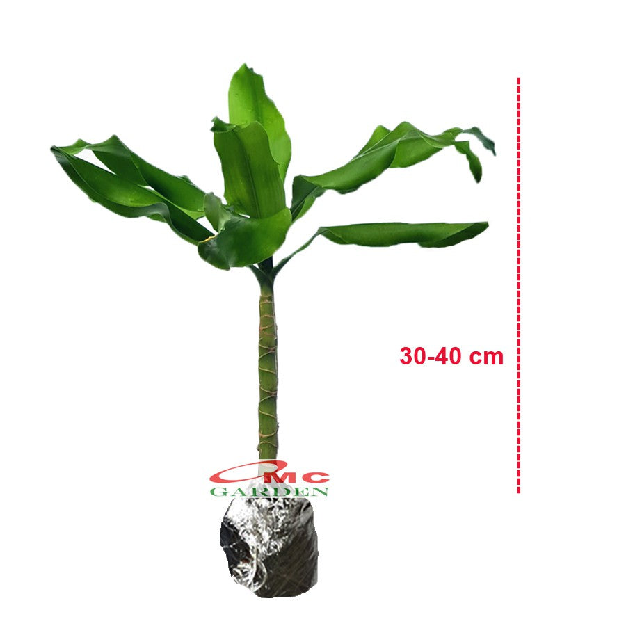Hanjuang Andong Hijau Ulir Bor Dracaena Fragrans Massangeana Corn Tanaman Hias DFM-3040