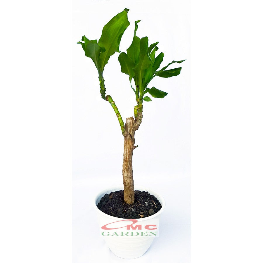 Bonsai Dracaena Fragrans Massangeana Corn Plant Hijau Hanjuang B-DFM-004