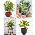 Tanaman Hias Dracaena Dracena Reflexa Wali Song of India SOI-3040