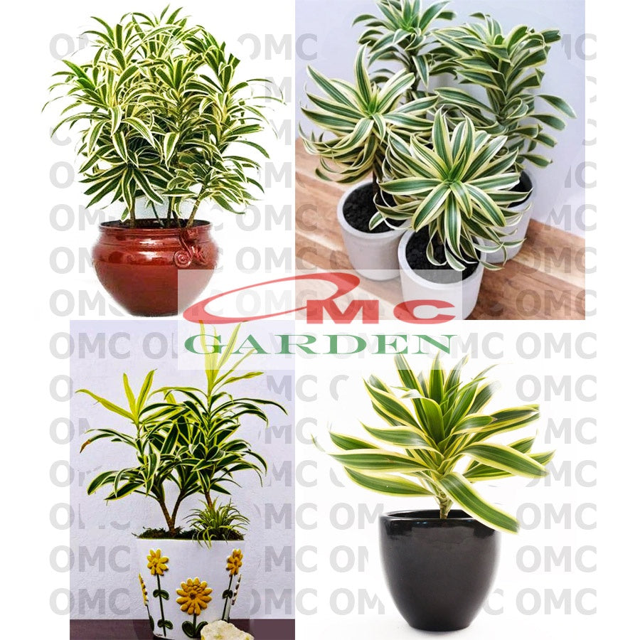 Tanaman Hias Dracaena Dracena Reflexa Wali Song of India SOI-3040