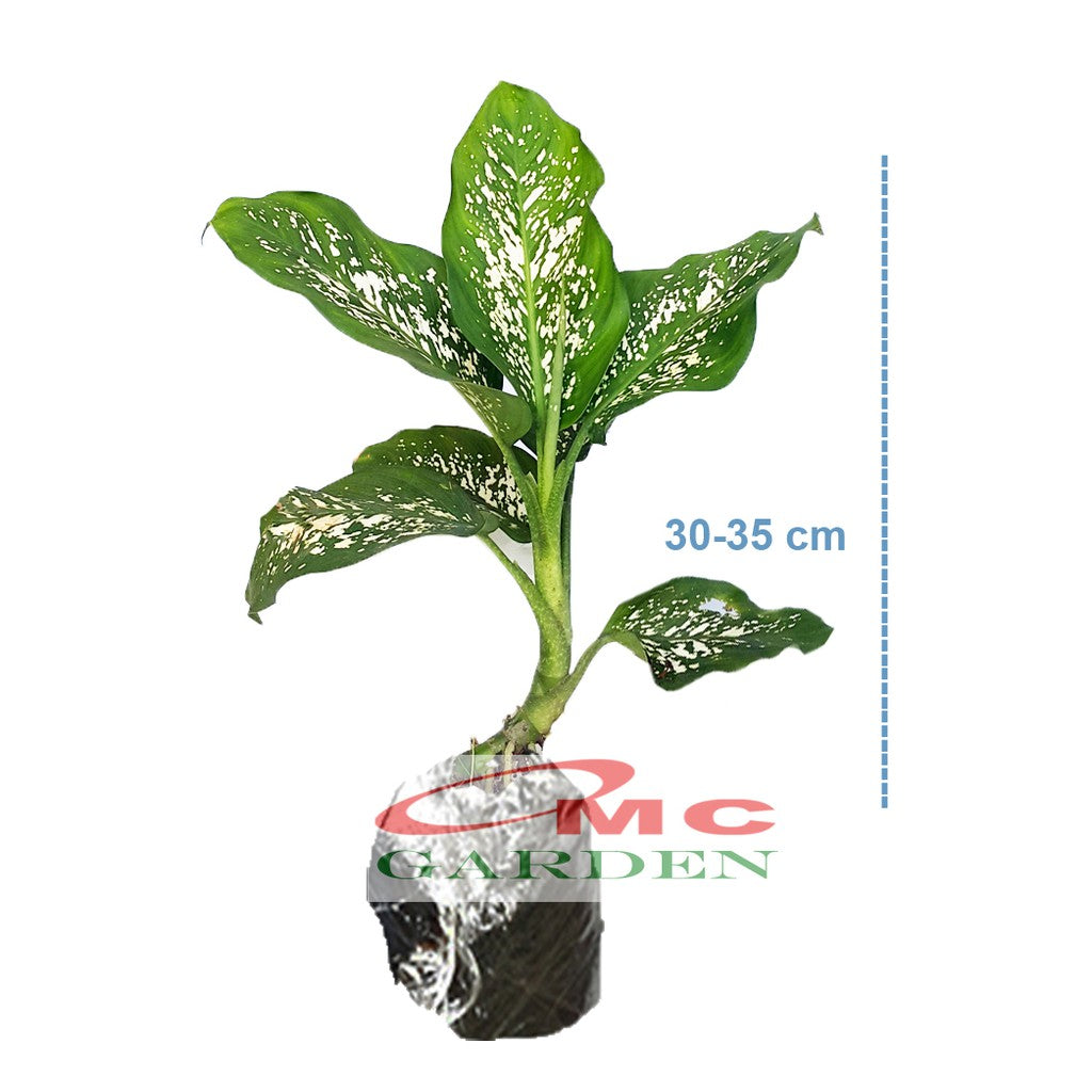 Tanaman Hias Daun Bahagia Sri Rezeki Rejeki Srirezeki Srirejeki Blanceng Balanceng Dieffenbachia 25-35 cm