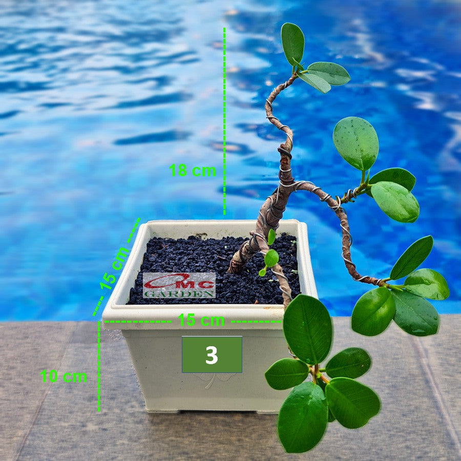 Tanaman Hias Pohon Bonsai Mame Beringin Korea Mini Dolar B-BK-011