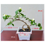 Bonsai Bonsae Bunga Melati Putih Wangi Harum Jasminum Sambac Tanaman Hias 001