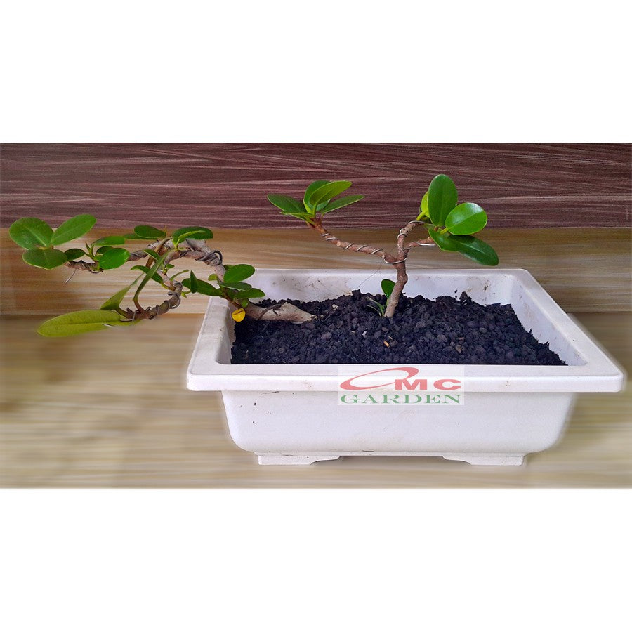 Tanaman Hias Pohon Bonsai Mame Beringin Korea Mini Dolar B-BK-015