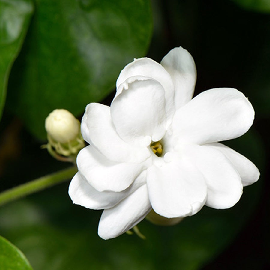 Bonsai Bonsae Bunga Melati Putih Wangi Harum Jasminum Sambac Tanaman Hias 002