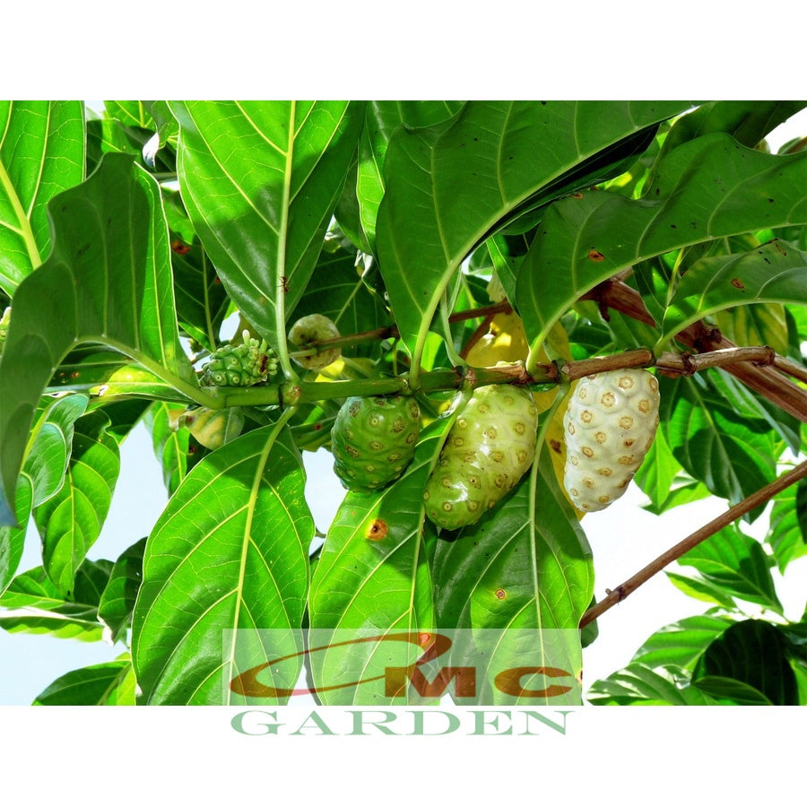 Bibit Tanaman Pohon Mengkudu Noni Pace Tanaman Obat Herbal MKD-1020