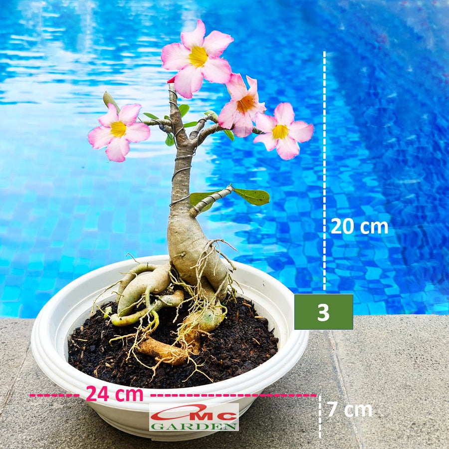 Tanaman Hias Bonsai Adenium Arabicum Obesum Kamboja Jepang B-KJ-016