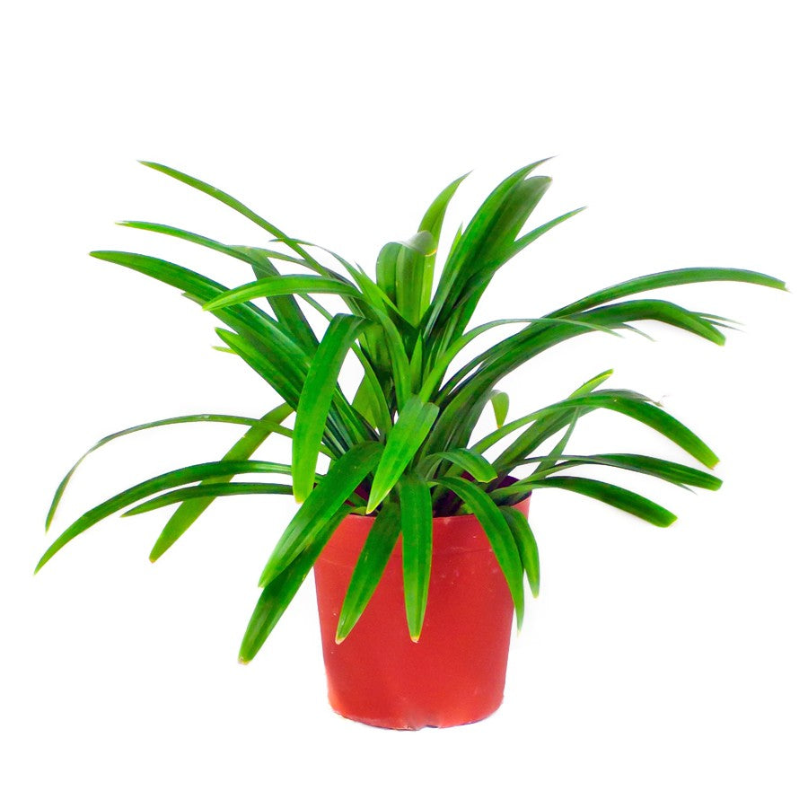 Bibit Pandan Wangi Pohon Tanaman Daun Pandanus Amaryllifolius PANDAN-2030