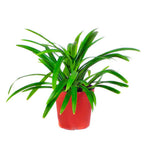 Bonsai Bonsae Pandan Wangi Pandanus Amaryllifolius Tanaman Hias 001