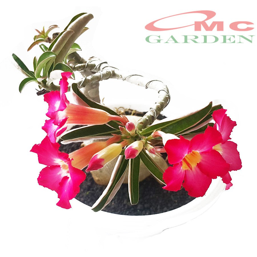 Tanaman Hias Bonsai Adenium Arabicum Obesum Kamboja Jepang B-KJ-010