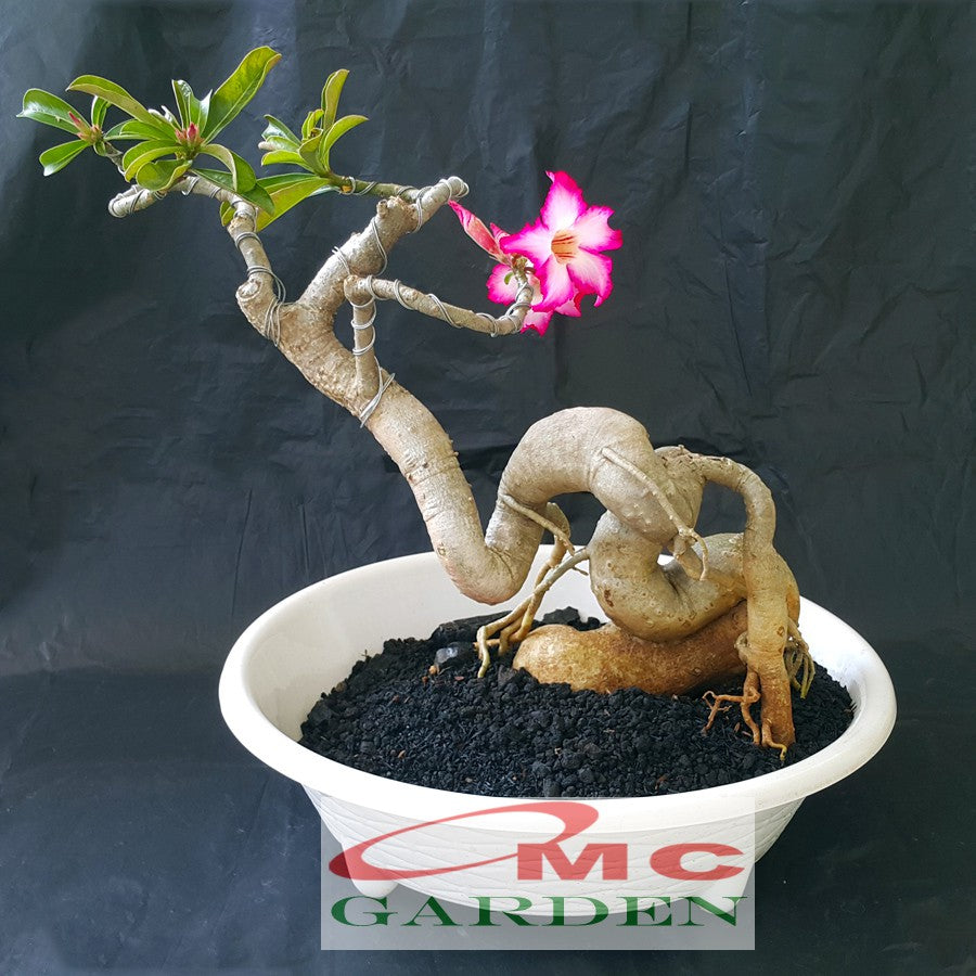 Tanaman Hias Bonsai Adenium Arabicum Obesum Kamboja Jepang B-KJ-003TP