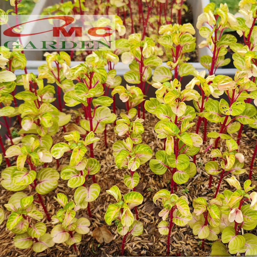 Krokot Bayam Bayem Batang Merah Hijau Kuning Miana Varigata Tanaman Hias Iresine Herbstii Aureoreticulata 2030cm