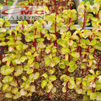 Krokot Bayam Bayem Batang Merah Hijau Kuning Miana Varigata Tanaman Hias Iresine Herbstii Aureoreticulata 2030cm