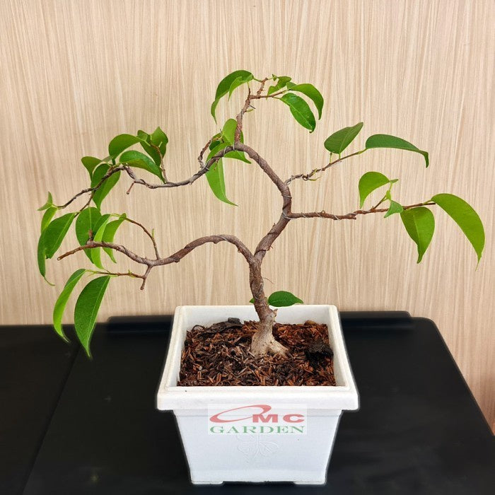 Tanaman Beringin Lokal Local Iprik Kimeng Bibit Berakar Bonsai Ficus BR-3040