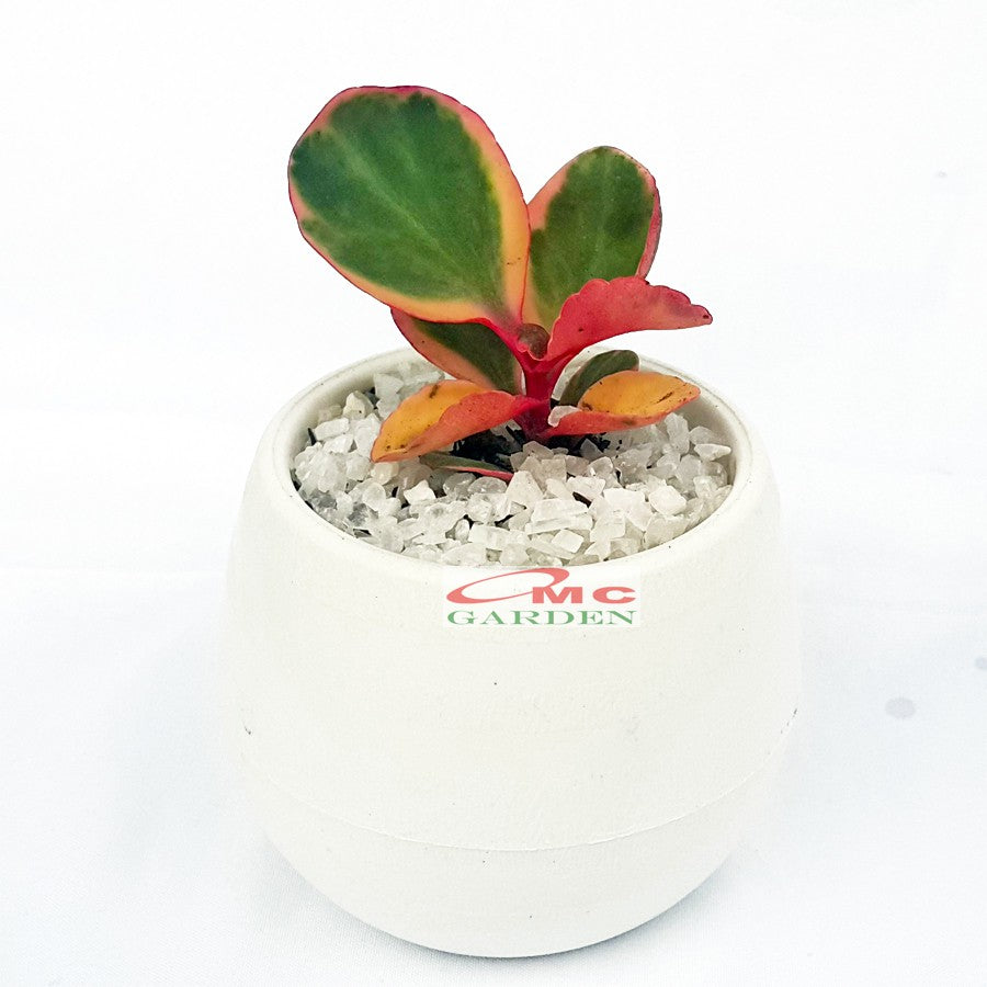 Tanaman Hias Sukulen Sekulen Mini Succulent Kaktus plus Pot Bola Warna SKLN-001-005