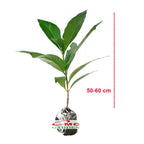 Bibit Tanaman Pohon Mengkudu Noni Pace Tanaman Obat Herbal MKD-5060