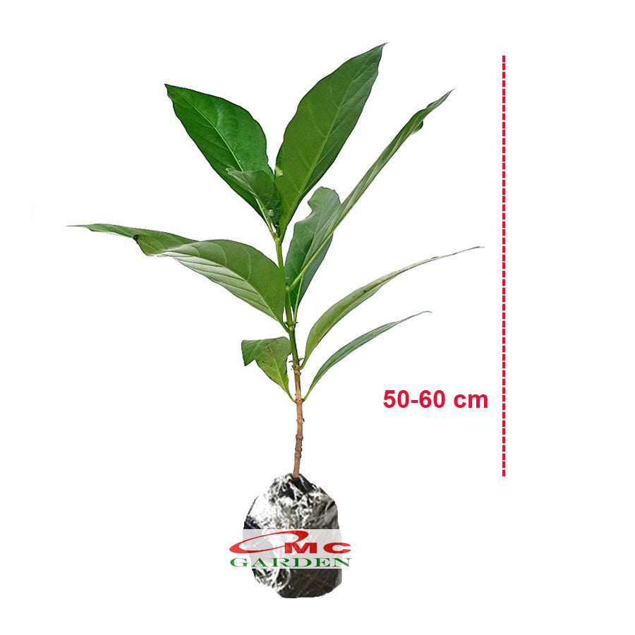 Bibit Tanaman Pohon Mengkudu Noni Pace Tanaman Obat Herbal MKD-5060