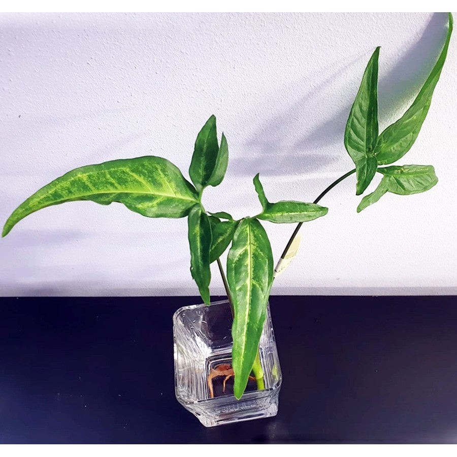Keladi Mini Runcing Bintang Star Syngonium Trileaf Wonder Talas 1020