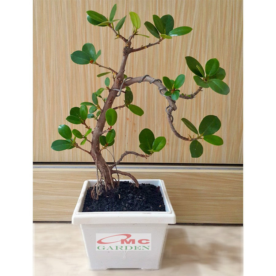 Tanaman Hias Pohon Bonsai Mame Beringin Korea Mini Dolar B-BK-002