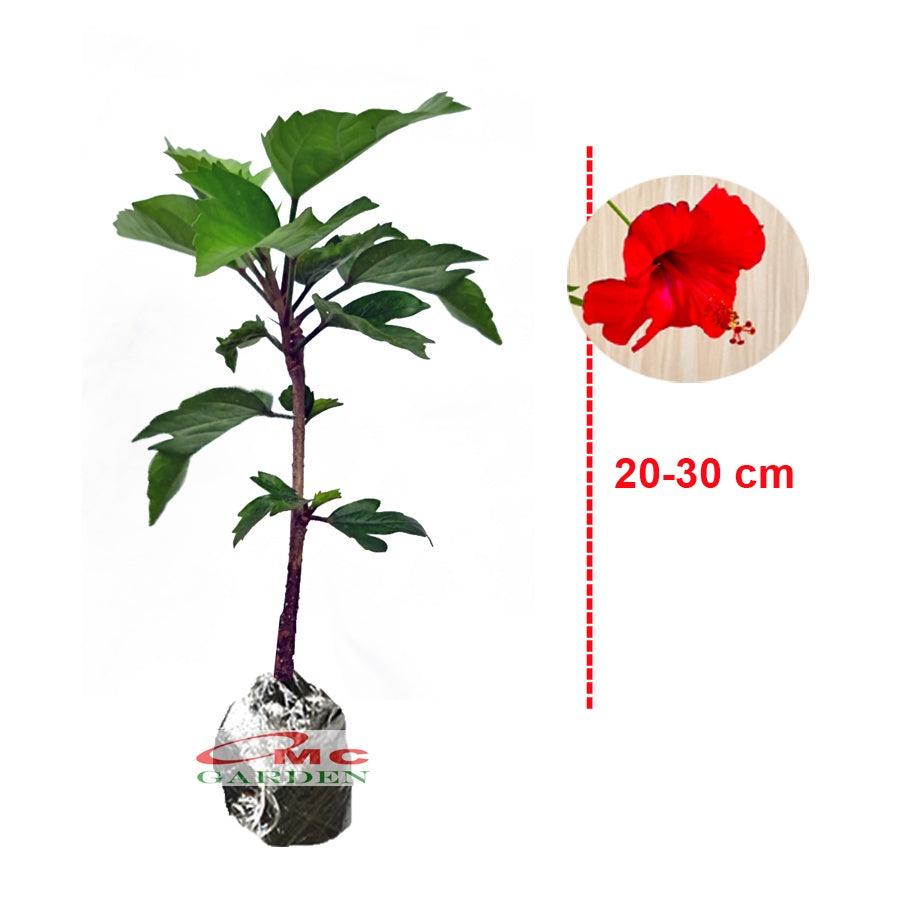 Kembang Sepatu Bunga Raya Hibiscus Worawari Rosa Dinensis Merah Bibit Tanaman Hias 2030