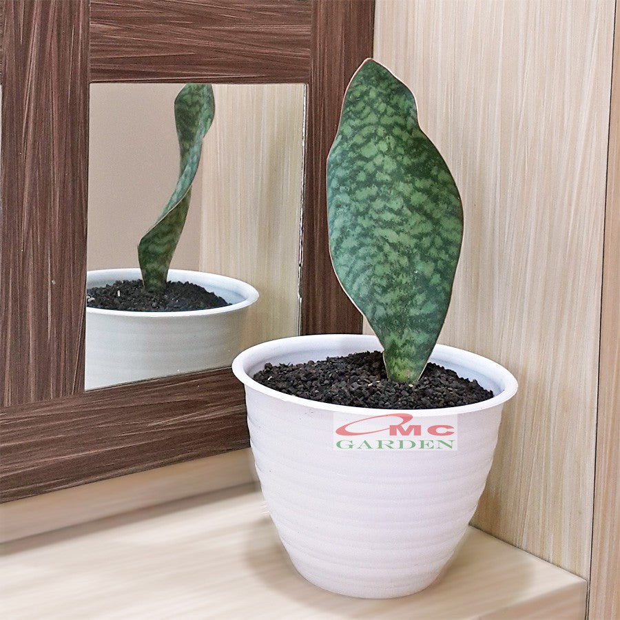 Lidah Mertua Sansevieria Sansivera Sansiviera Sensiviera Masoniana Giant Whale Fin Centong Jumbo LM-