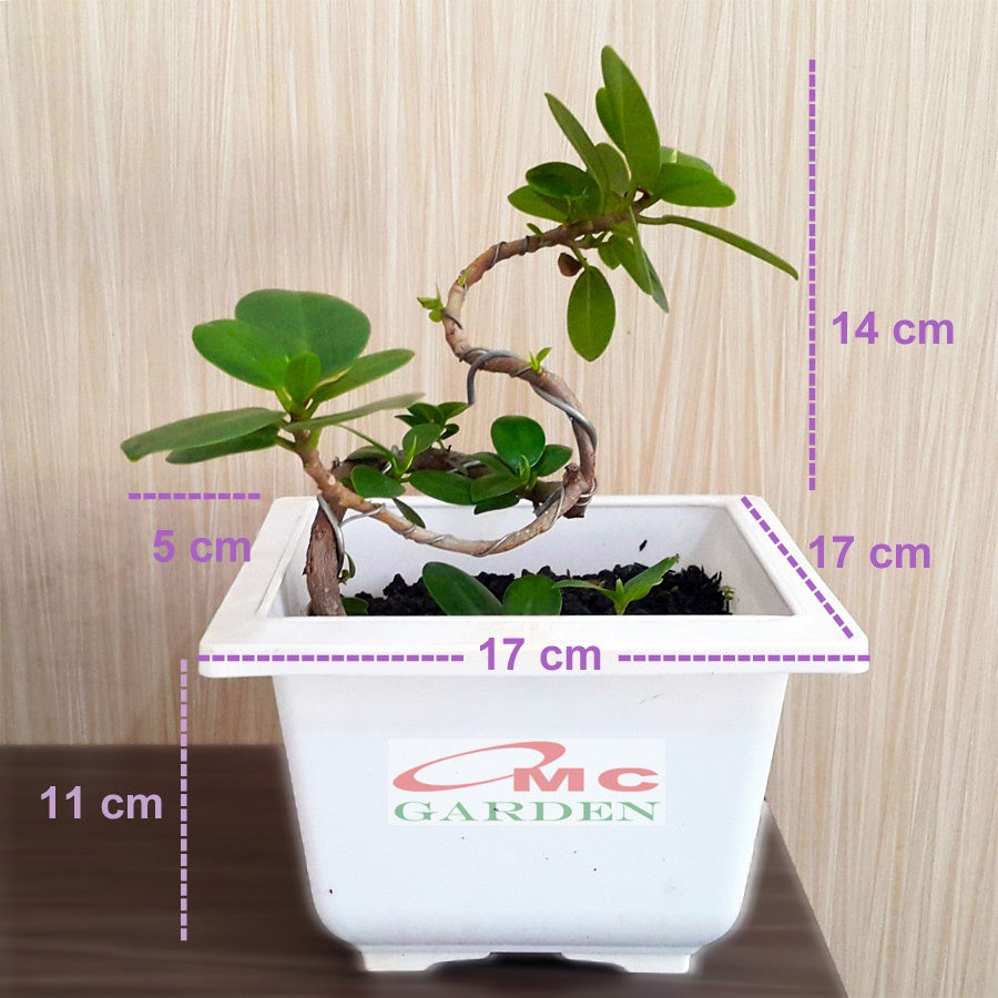 Tanaman Hias Pohon Bonsai Mame Beringin Korea Mini Dolar B-BK-008