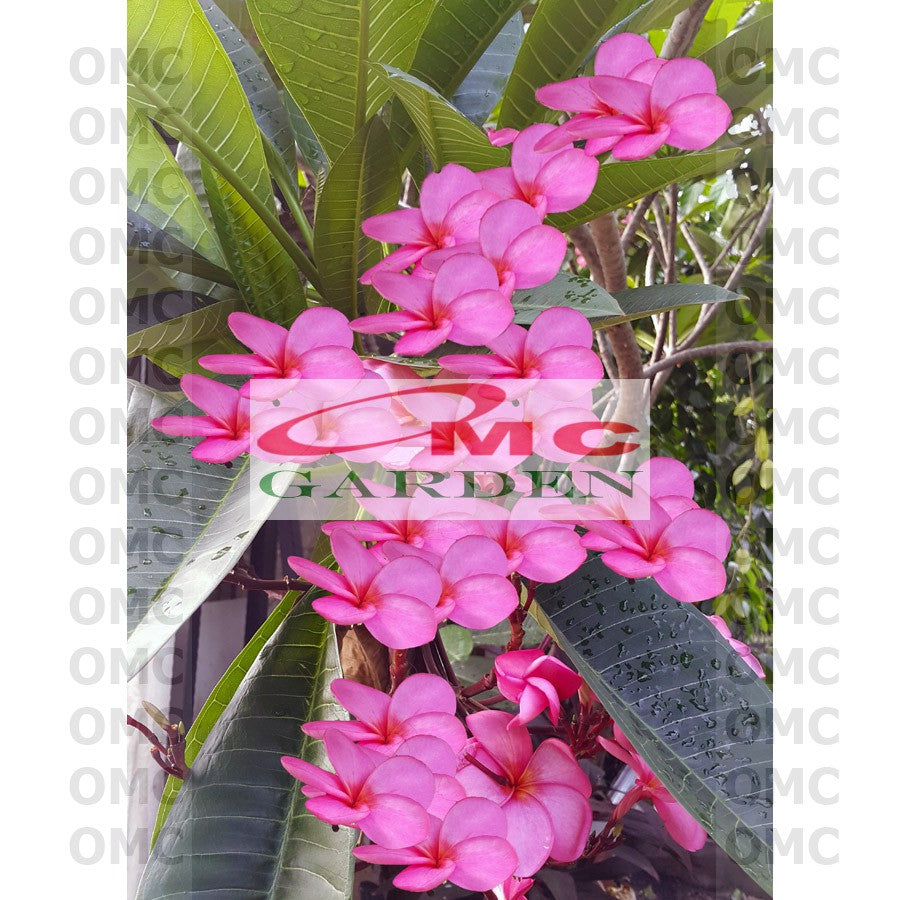 Tanaman Kamboja Bali Jepun Jpun Semboja Frangipani Merah Fanta Kuning Pink Jambu Putih Hibrid Hybrid Batang