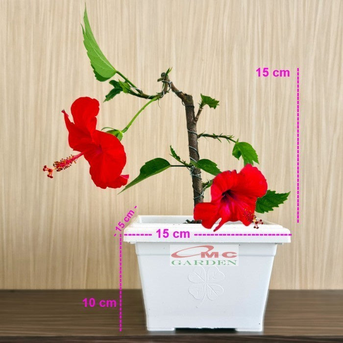 Kembang Sepatu Bunga Raya Worawari Rosa Dinensis Merah Bibit Tanaman Hias 4050
