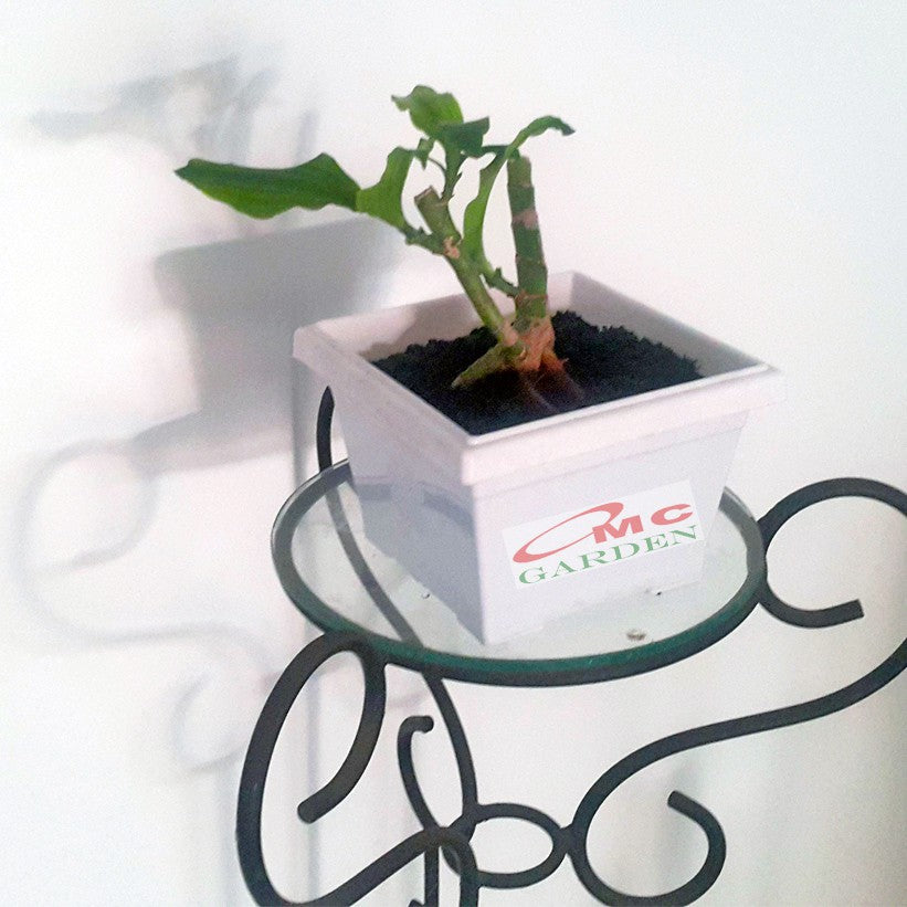 Tanaman Hias Bonsai Mame Dracaena Fragrans Massangeana Corn Plant Hijau Hanjuang Andong B-DFM-001