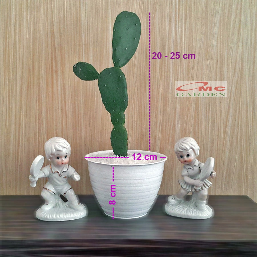 Bibit Tanaman Hias Pohon Katus Kaktus Centong KC-0510