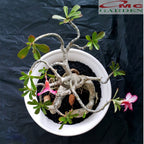 Tanaman Hias Bonsai Adenium Arabicum Obesum Kamboja Jepang B-KJ-001TP