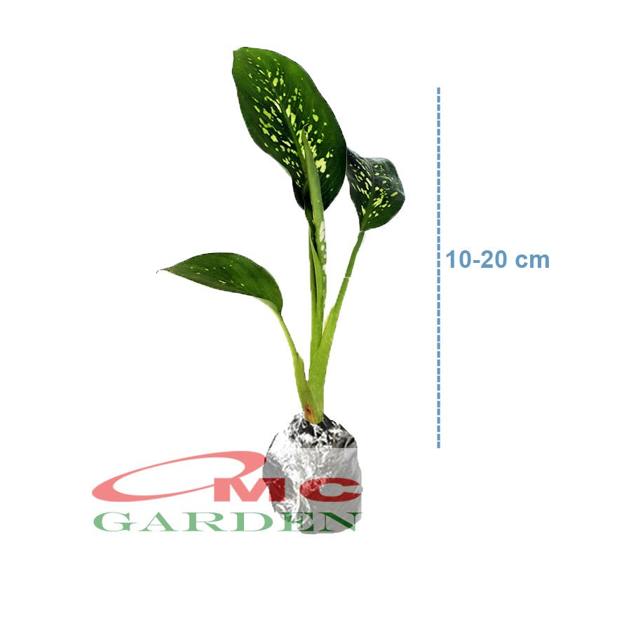 Tanaman Hias Daun Bahagia Sri Rezeki Rejeki Srirezeki Srirejeki Blanceng Balanceng Dieffenbachia 10-25 cm