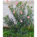 Nerium Oleander Bunga Jepun Jpun Mentega Pink Muda Tanaman Hias Bibit 2030