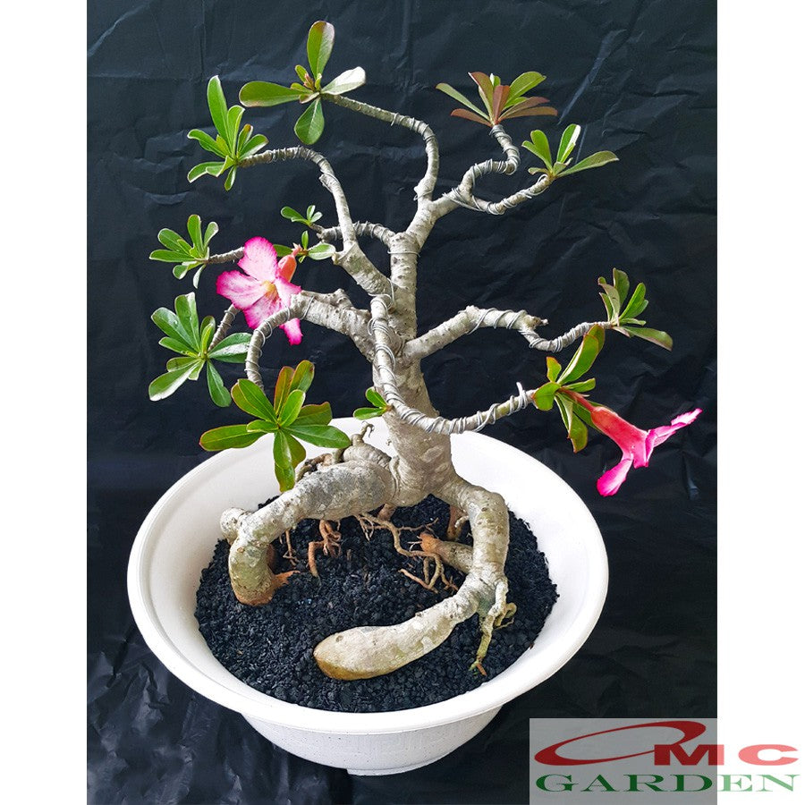 Tanaman Hias Bonsai Adenium Arabicum Obesum Kamboja Jepang B-KJ-001TP