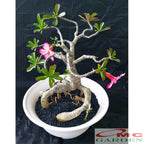 Tanaman Hias Bonsai Adenium Arabicum Obesum Kamboja Jepang B-KJ-001TP