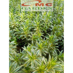 Tanaman Hias Dracaena Dracena Reflexa Wali Song of India SOI-4050