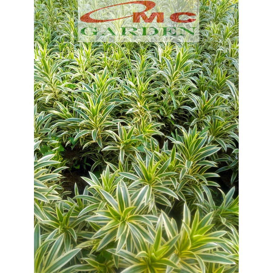 Tanaman Hias Dracaena Dracena Reflexa Wali Song of India SOI-4050