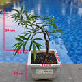Bonsai Pohon Mahkota Dewa Simalakama Tanaman Hias Obat Tradisional B-MD-002