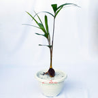 Tanaman Hias Pohon Bonsai Mame Palm Palem Raja Roystonea Regia Bibit B-PR-003