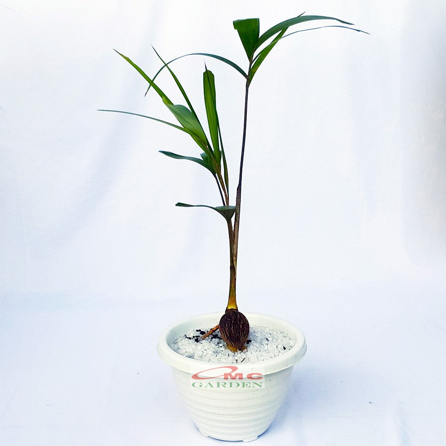 Tanaman Hias Pohon Bonsai Mame Palm Palem Raja Roystonea Regia Bibit B-PR-003