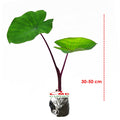 Talas Ungu Bentul Merah Hitam Wulung Taroblack Black Taro Bibit Tanaman 3050