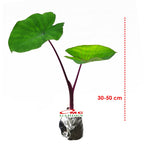 Talas Ungu Bentul Merah Hitam Wulung Taroblack Black Taro Bibit Tanaman 3050