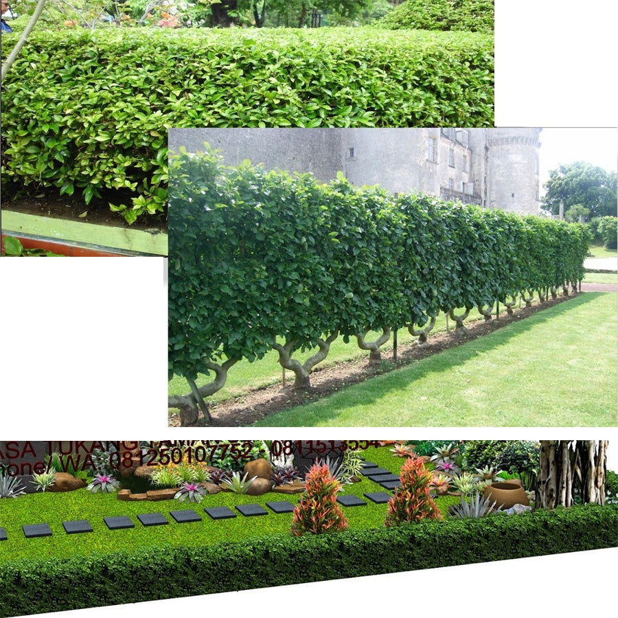 Teh-Tehan Tanaman Pembatas Pagar Hias Pohon Bibit Berakar Bonsai 2030