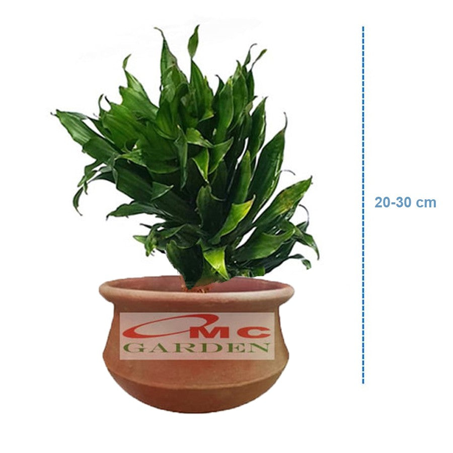 Tanaman Hias Dracaena Dracena Compacta Green Jewel Hanjuang Andong Kemoceng DC-2030